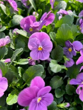 VIOLA Pink